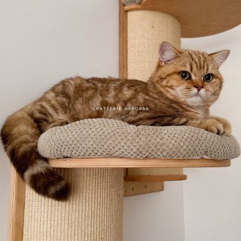 chat British Shorthair chocolate golden blotched tabby Obrass Chatterie Nekobaa chat British Shorthair chocolate golden blotched tabby Obrass Chatterie Nekobaa