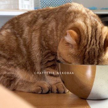 chat British Shorthair chocolate golden blotched tabby Obrass Chatterie Nekobaa chat British Shorthair chocolate golden blotched tabby Obrass Chatterie Nekobaa