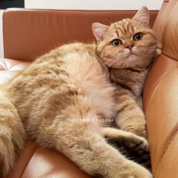 chat British Shorthair chocolate golden blotched tabby Obrass Chatterie Nekobaa chat British Shorthair chocolate golden blotched tabby Obrass Chatterie Nekobaa