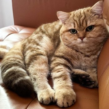 chat British Shorthair chocolate golden blotched tabby Obrass Chatterie Nekobaa chat British Shorthair chocolate golden blotched tabby Obrass Chatterie Nekobaa