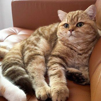 chat British Shorthair chocolate golden blotched tabby Obrass Chatterie Nekobaa chat British Shorthair chocolate golden blotched tabby Obrass Chatterie Nekobaa