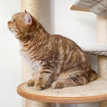 chat British Shorthair chocolate golden blotched tabby Obrass Chatterie Nekobaa