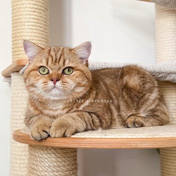 Obi One Mâle British Shorthair
