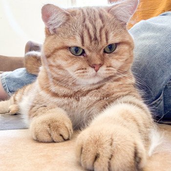chat British Shorthair chocolate golden blotched tabby Obrass Chatterie Nekobaa