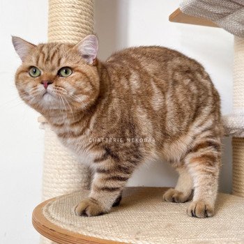 chat British Shorthair chocolate golden blotched tabby Obrass Chatterie Nekobaa