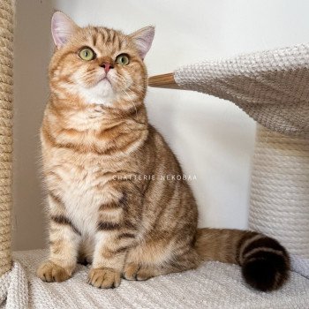 chat British Shorthair chocolate golden blotched tabby Obrass Chatterie Nekobaa