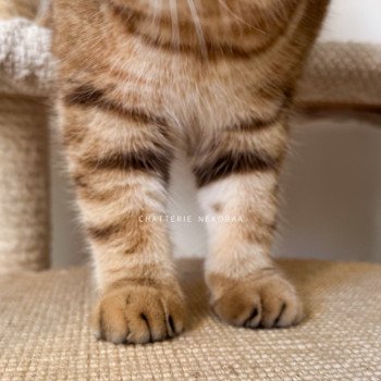 chat British Shorthair chocolate golden blotched tabby Obrass Chatterie Nekobaa