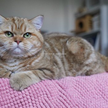 chat British Shorthair chocolate golden blotched tabby Obrass Chatterie Nekobaa