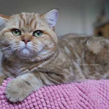 chat British Shorthair chocolate golden blotched tabby Obrass Chatterie Nekobaa