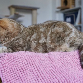 chat British Shorthair chocolate golden blotched tabby Obrass Chatterie Nekobaa