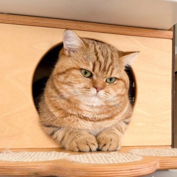 chat British Shorthair chocolate golden blotched tabby Obrass Chatterie Nekobaa