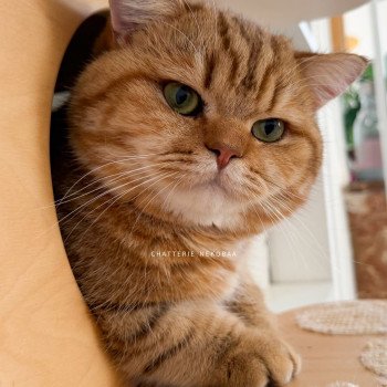 chat British Shorthair chocolate golden blotched tabby Obrass Chatterie Nekobaa