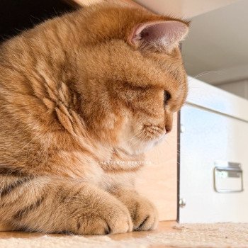 chat British Shorthair chocolate golden blotched tabby Obrass Chatterie Nekobaa