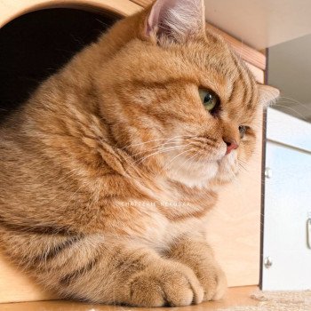 chat British Shorthair chocolate golden blotched tabby Obrass Chatterie Nekobaa