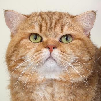 chat British Shorthair chocolate golden blotched tabby Obi One Chatterie Nekobaa