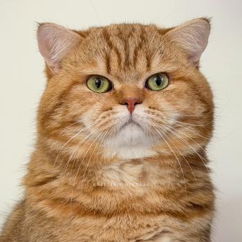 Obi One Mâle British Shorthair