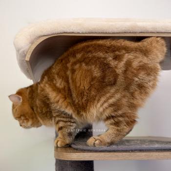 chat British Shorthair chocolate golden blotched tabby Obi One Chatterie Nekobaa