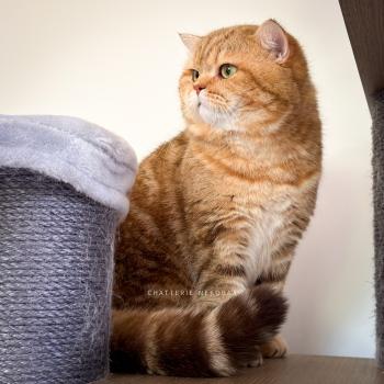 chat British Shorthair chocolate golden blotched tabby Obi One Chatterie Nekobaa