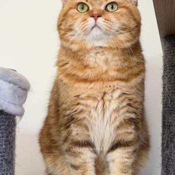 chat British Shorthair chocolate golden blotched tabby Obi One Chatterie Nekobaa