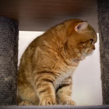 chat British Shorthair chocolate golden blotched tabby Obi One Chatterie Nekobaa