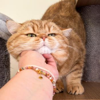 chat British Shorthair chocolate golden blotched tabby Obi One Chatterie Nekobaa