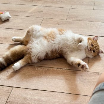 chat British Shorthair chocolate golden blotched tabby bicolor Ojiie Chatterie Nekobaa