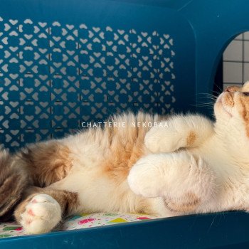 chat British Shorthair chocolate golden blotched tabby bicolor Ojiie Chatterie Nekobaa