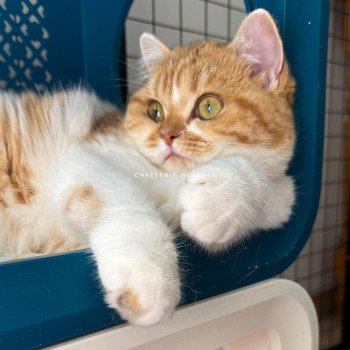 chat British Shorthair chocolate golden blotched tabby bicolor Ojiie Chatterie Nekobaa