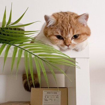 chat British Shorthair chocolate golden blotched tabby bicolor Ojiie Chatterie Nekobaa