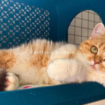 chat British Shorthair chocolate golden blotched tabby bicolor Ojiie Chatterie Nekobaa