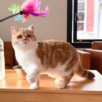 chat British Shorthair chocolate golden blotched tabby bicolor Ojiie Chatterie Nekobaa