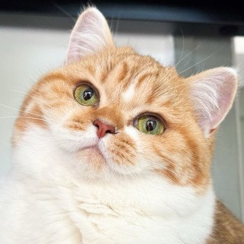 chat British Shorthair chocolate golden blotched tabby bicolor Ojiie Chatterie Nekobaa