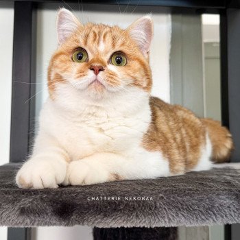 chat British Shorthair chocolate golden blotched tabby bicolor Ojiie Chatterie Nekobaa
