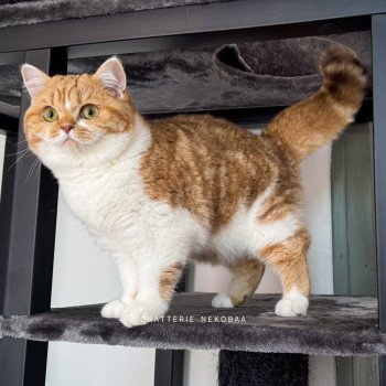 chat British Shorthair chocolate golden blotched tabby bicolor Ojiie Chatterie Nekobaa