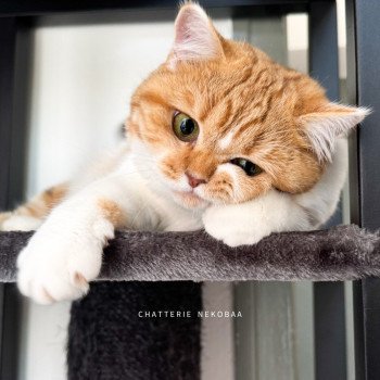 chat British Shorthair chocolate golden blotched tabby bicolor Ojiie Chatterie Nekobaa