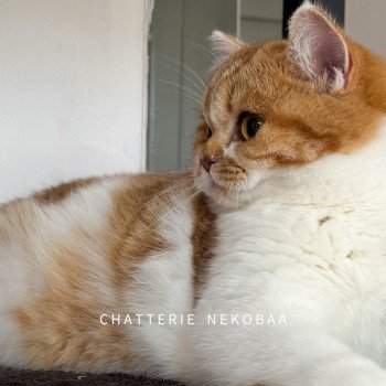 chat British Shorthair chocolate golden blotched tabby bicolor Ojiie Chatterie Nekobaa