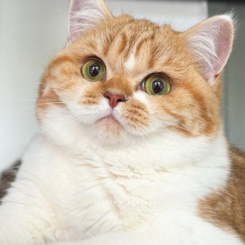chat British Shorthair chocolate golden blotched tabby bicolor Ojiie Chatterie Nekobaa