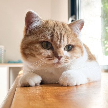 chat British Shorthair chocolate golden blotched tabby bicolor Ojiie Chatterie Nekobaa chat British Shorthair chocolate golden blotched tabby bicolor Ojiie Chatterie Nekobaa