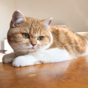 chat British Shorthair chocolate golden blotched tabby bicolor Ojiie Chatterie Nekobaa chat British Shorthair chocolate golden blotched tabby bicolor Ojiie Chatterie Nekobaa