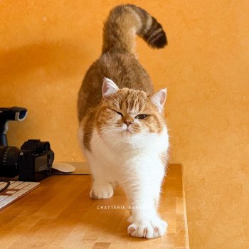 chat British Shorthair chocolate golden blotched tabby bicolor Ojiie Chatterie Nekobaa