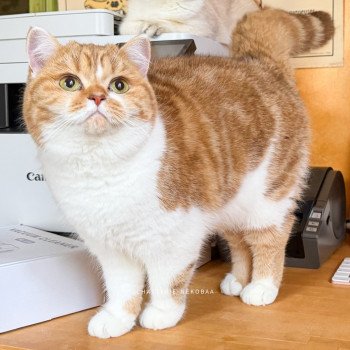 chat British Shorthair chocolate golden blotched tabby bicolor Ojiie Chatterie Nekobaa