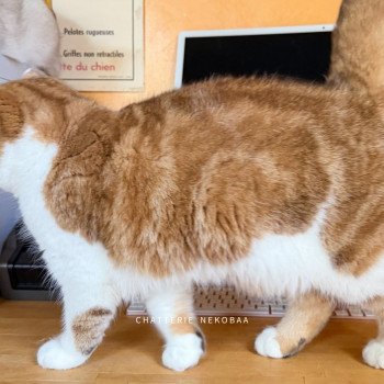 chat British Shorthair chocolate golden blotched tabby bicolor Ojiie Chatterie Nekobaa