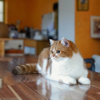chat British Shorthair chocolate golden blotched tabby bicolor Ojiie Chatterie Nekobaa