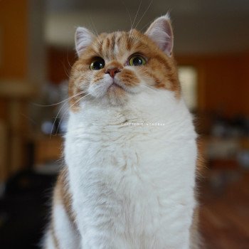 chat British Shorthair chocolate golden blotched tabby bicolor Ojiie Chatterie Nekobaa