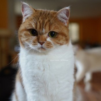 chat British Shorthair chocolate golden blotched tabby bicolor Ojiie Chatterie Nekobaa