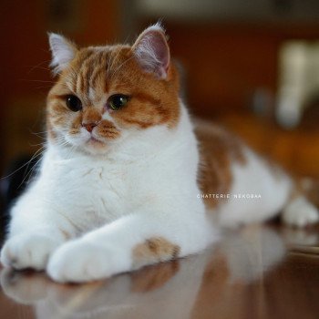 chat British Shorthair chocolate golden blotched tabby bicolor Ojiie Chatterie Nekobaa
