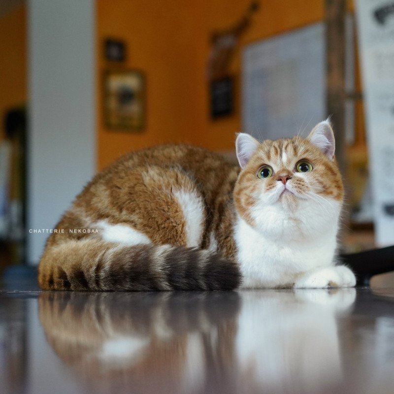 Ojiie Femelle British Shorthair