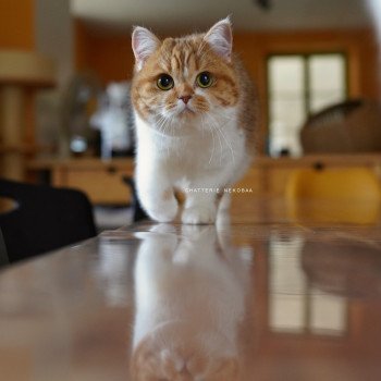 chat British Shorthair chocolate golden blotched tabby bicolor Ojiie Chatterie Nekobaa