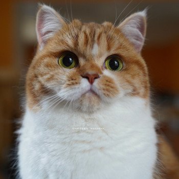 chat British Shorthair chocolate golden blotched tabby bicolor Ojiie Chatterie Nekobaa