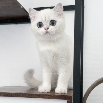 chat British Shorthair seal silver shaded point Olala Chatterie Nekobaa